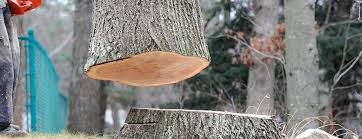 How Our Tree Care Process Works  in  Bally, PA